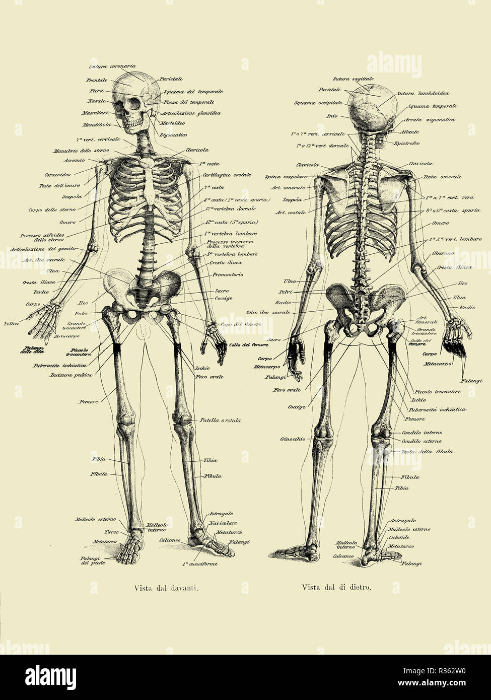 Vintage illustration de l'anatomie, la structure du squelette osseux complet de l'avant et l'arrière avec des descriptions anatomiques Italien Banque D'Images