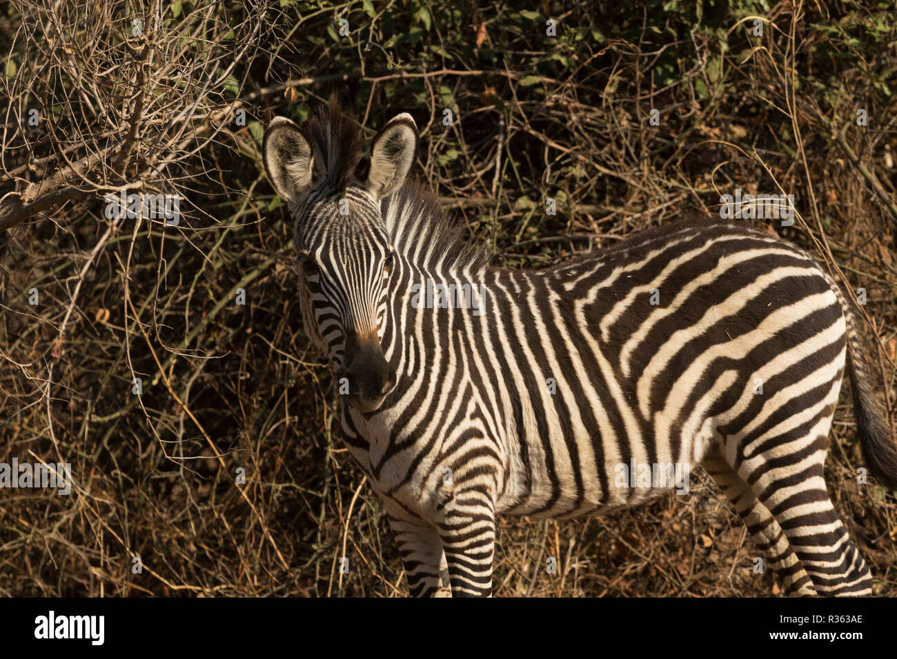 Le zèbre de Crawshay Safari Parc national de South Luangwa Zambie Afrique du Sud Banque D'Images