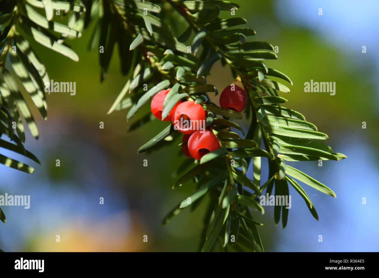 Les semences de l'arbre d'if avec branches vert-foncé en face de résumé arrière-plan coloré, Taxus baccata arbre avec des cônes rouges matures disposés en spirales Banque D'Images