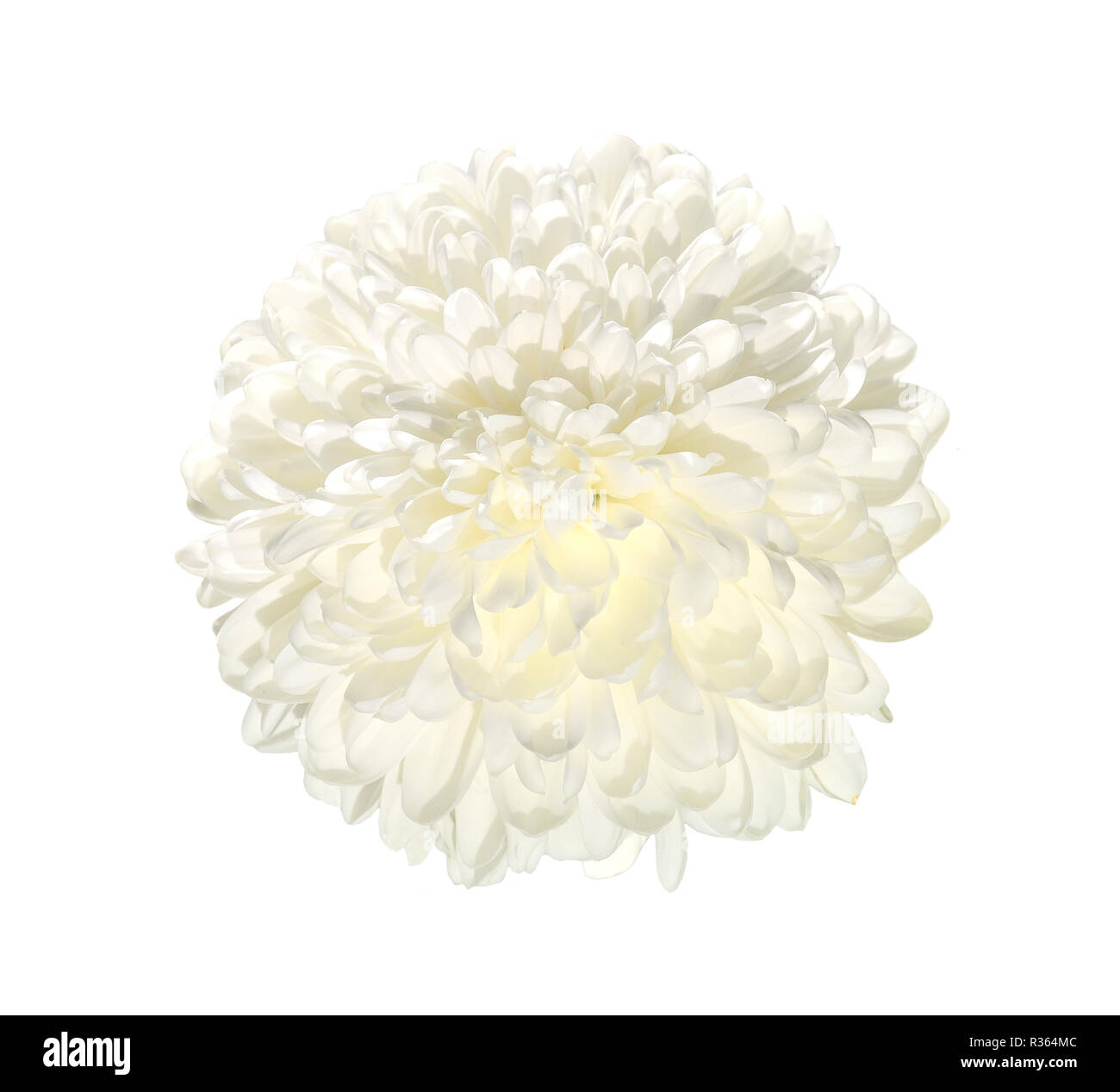 Fleur de chrysanthème blanc unique close up, isolé sur un fond blanc. Belle flowerhead élégant avec des pétales délicats Banque D'Images