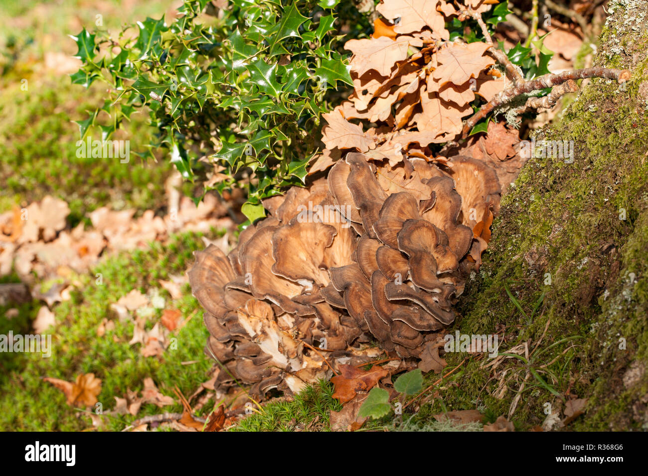 Poule des bois, champignons Grifola frondosa, croissante à la base de l'arbre. L'automne 2014. New Forest Hampshire England UK GO Banque D'Images