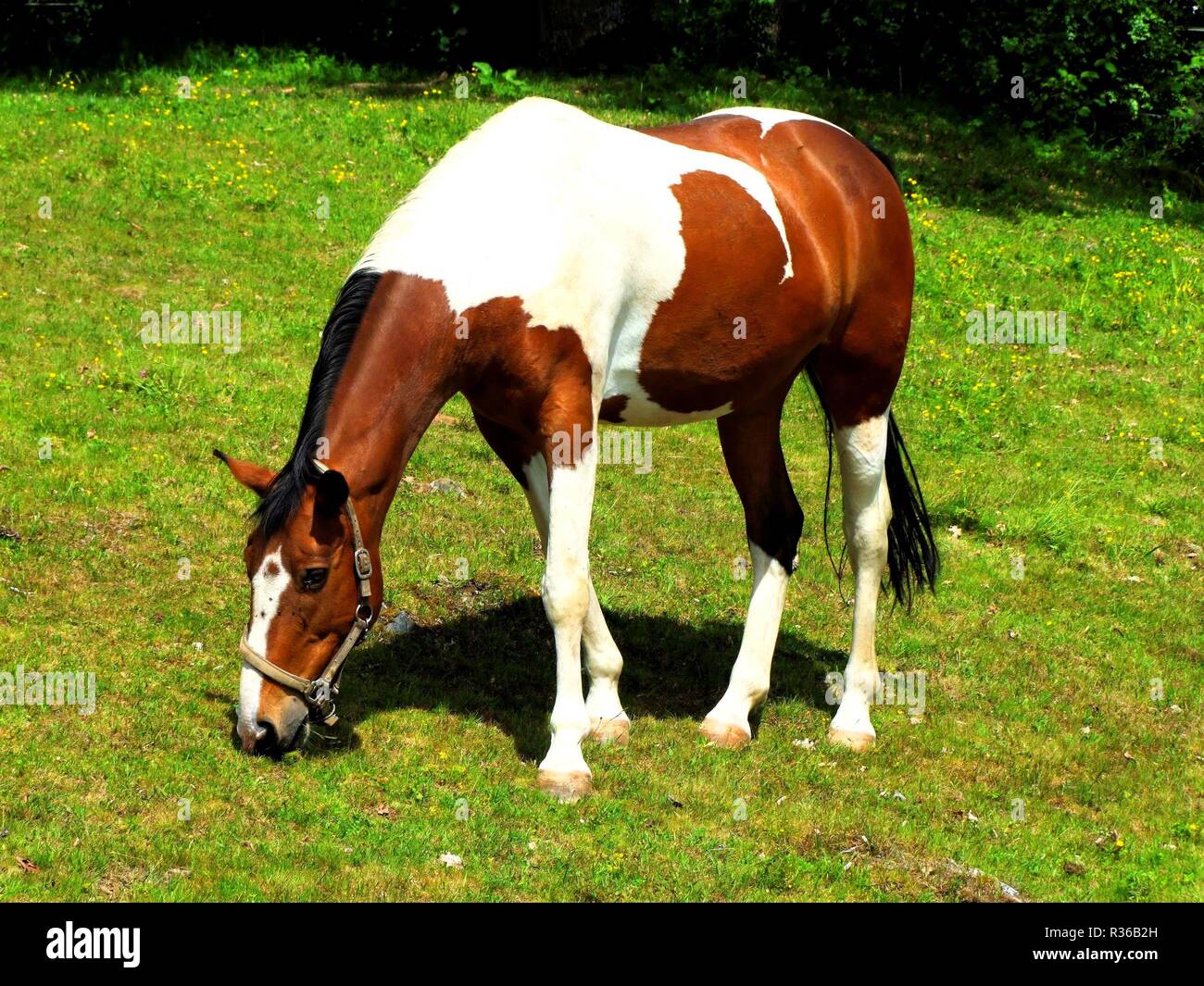 Pinto cheval warmblood dans le paddock Banque D'Images