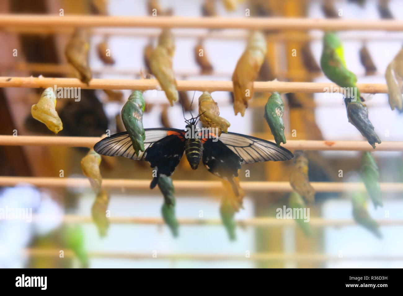 Les cocons de papillon et au zoo de Twycross Banque D'Images