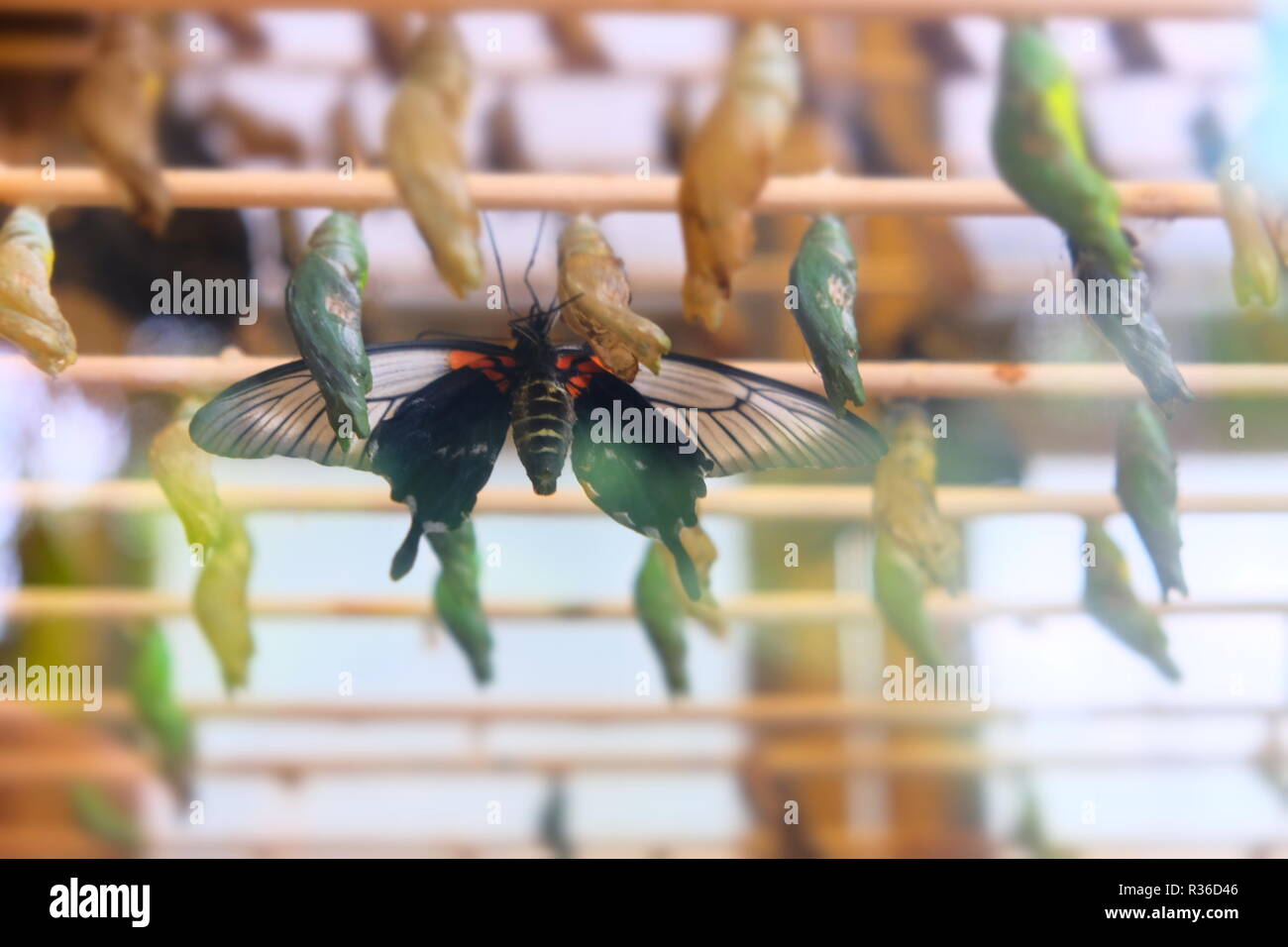 Les cocons de papillon et au zoo de Twycross Banque D'Images