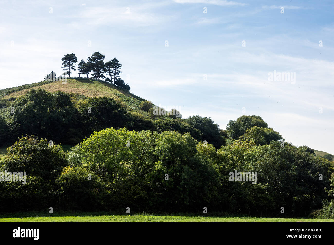 Colmers Hill, Dorset Banque D'Images