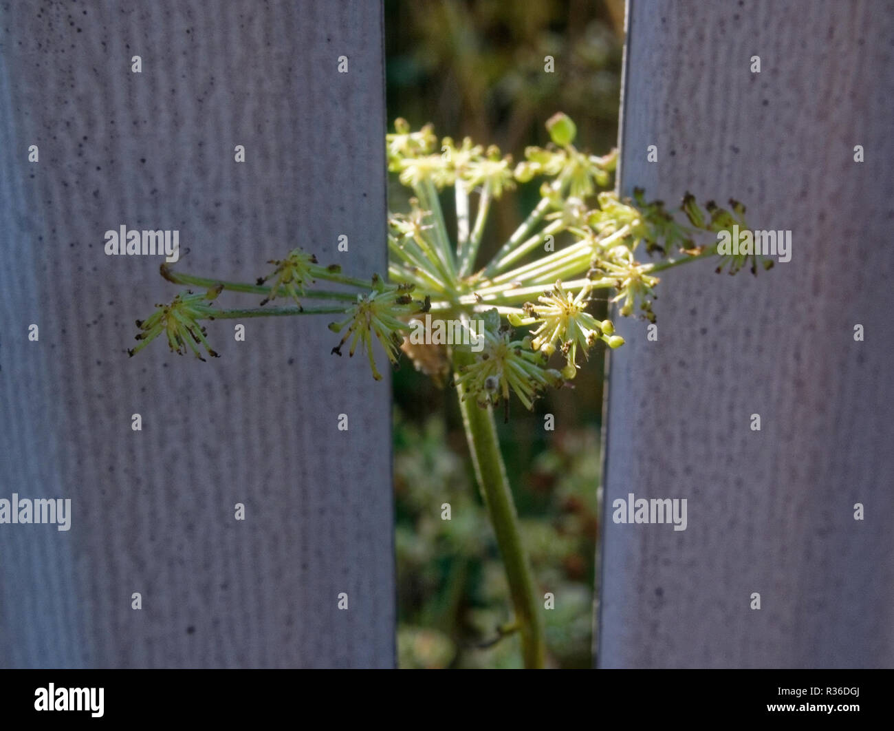 Fleurs d'herbe sauvage entre la clôture, Russie Banque D'Images