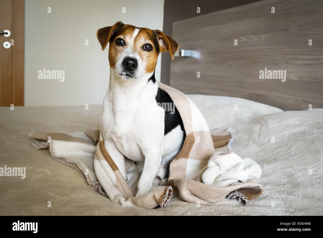 Jack Russell Terrier adultes assis dans la chambre enveloppée dans une couverture, regardant la caméra, éclairage naturel Banque D'Images