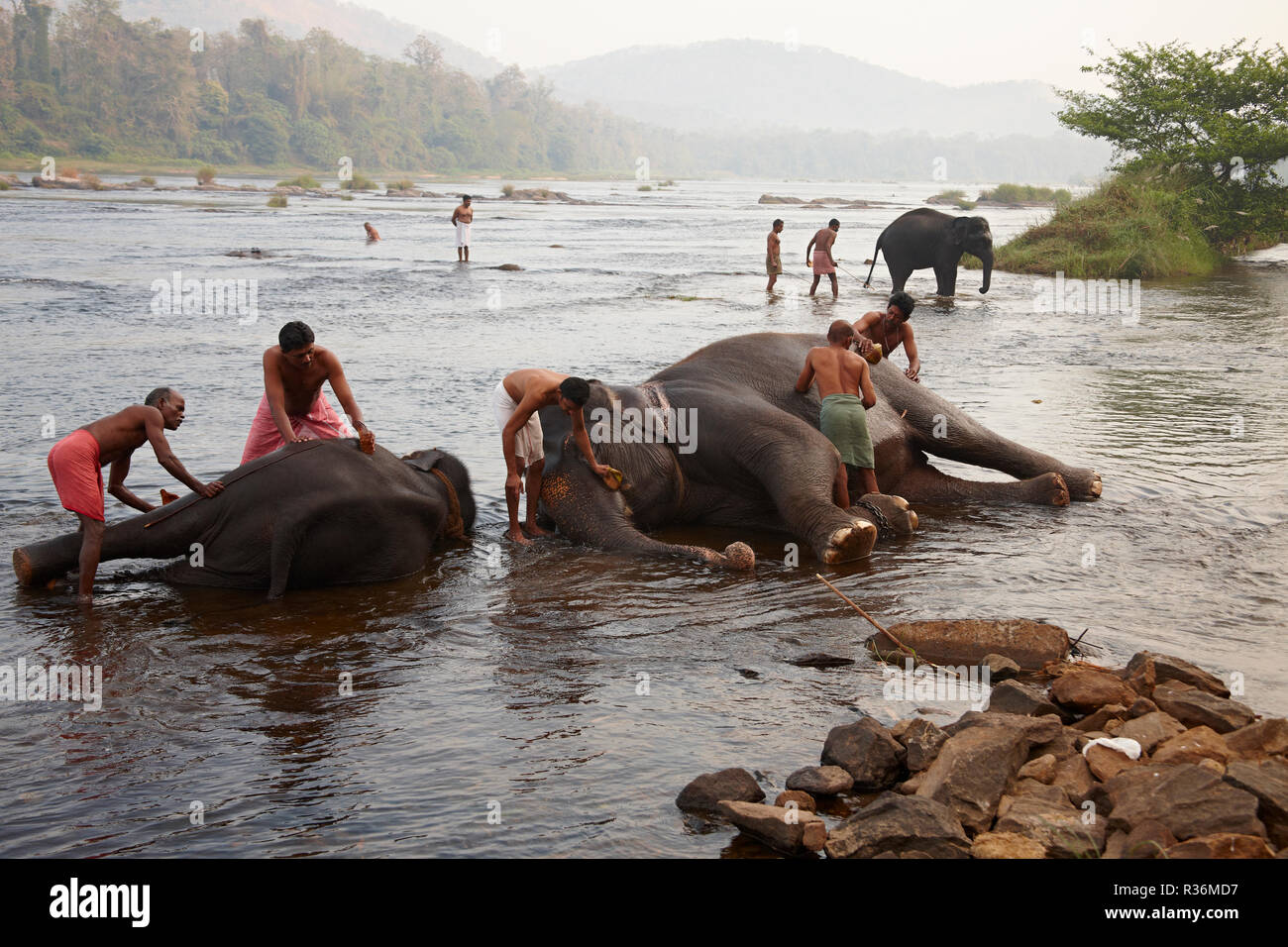 Le bain des éléphants dans la rivière Periyar, Banque D'Images