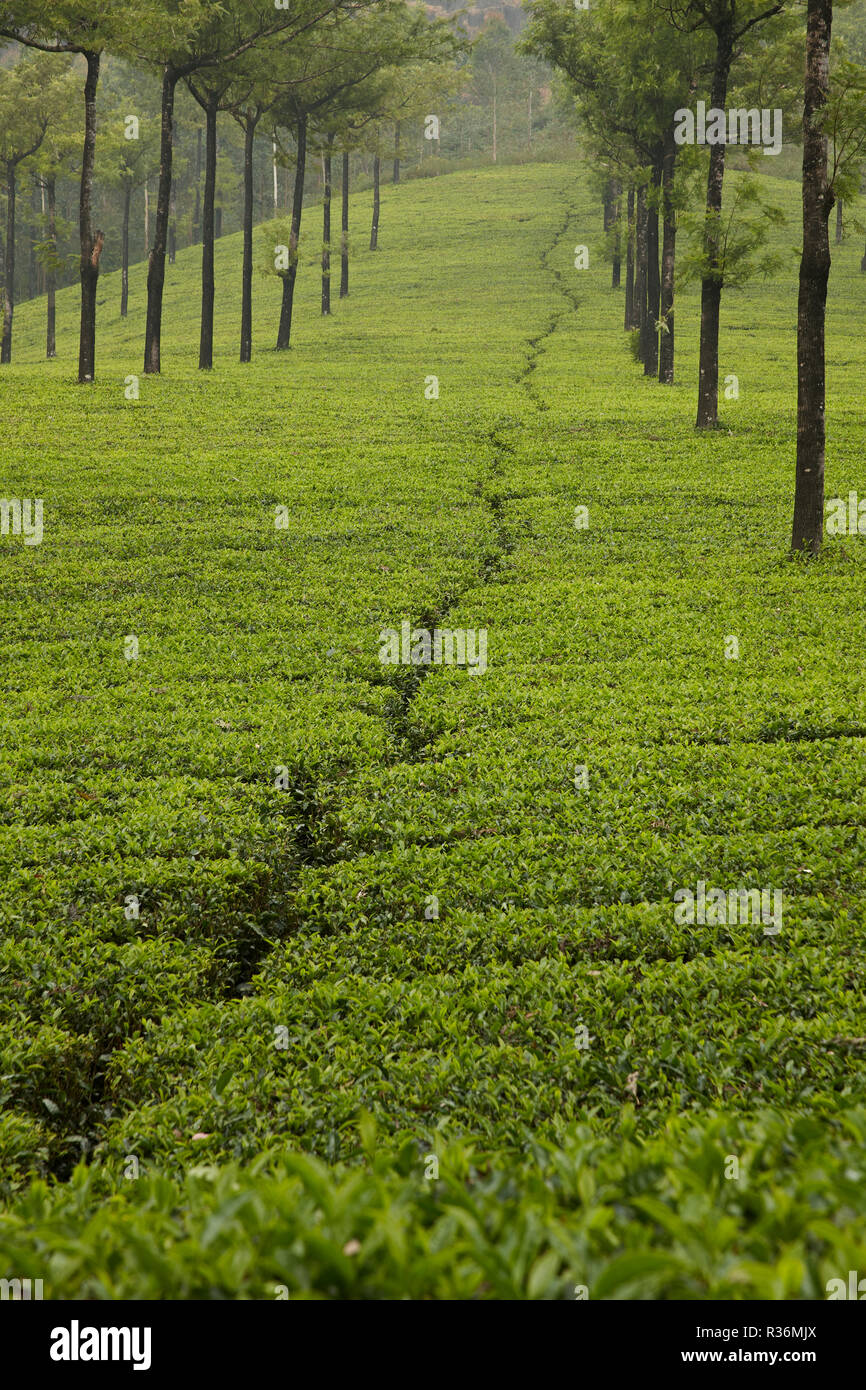 Usine de thé au Kerala, en Inde Banque D'Images