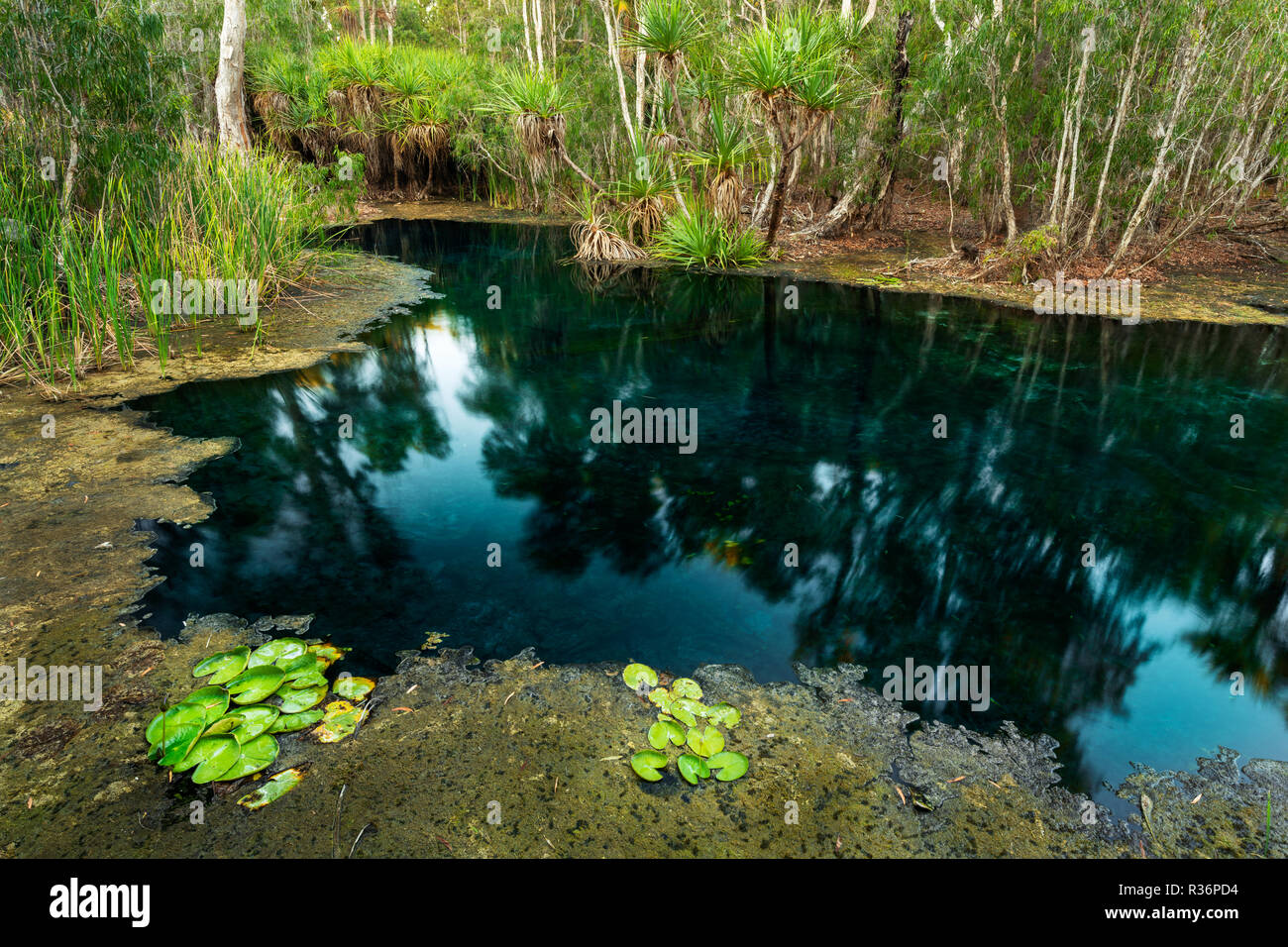 Eau minérale thermale bleu profond de Bitter Springs à Mataranka. Banque D'Images