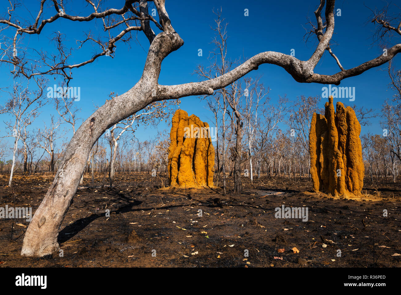 Termitières cathédrale après un feu de brousse dans le Parc National de Kakadu. Banque D'Images