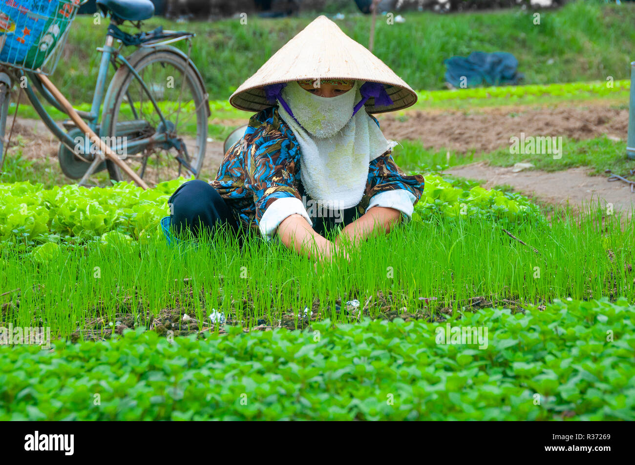 Vietnamienne s'asseyant planter les semis parmi d'autres cultures dans sa campagne market garden dans la région côtière du nord du Vietnam Banque D'Images