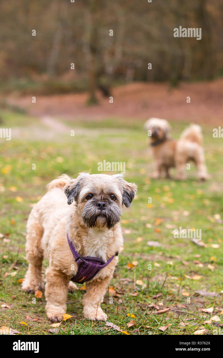 Deux chiens Lhassa apso en plein air dans un parc de campagne, faisant une promenade matinale dans les bois d'automne du Royaume-Uni. Banque D'Images Deux chiens Lhassa apso en plein air dans un parc de campagne, faisant une promenade matinale dans les bois d'automne du Royaume-Uni. Banque D'Images
