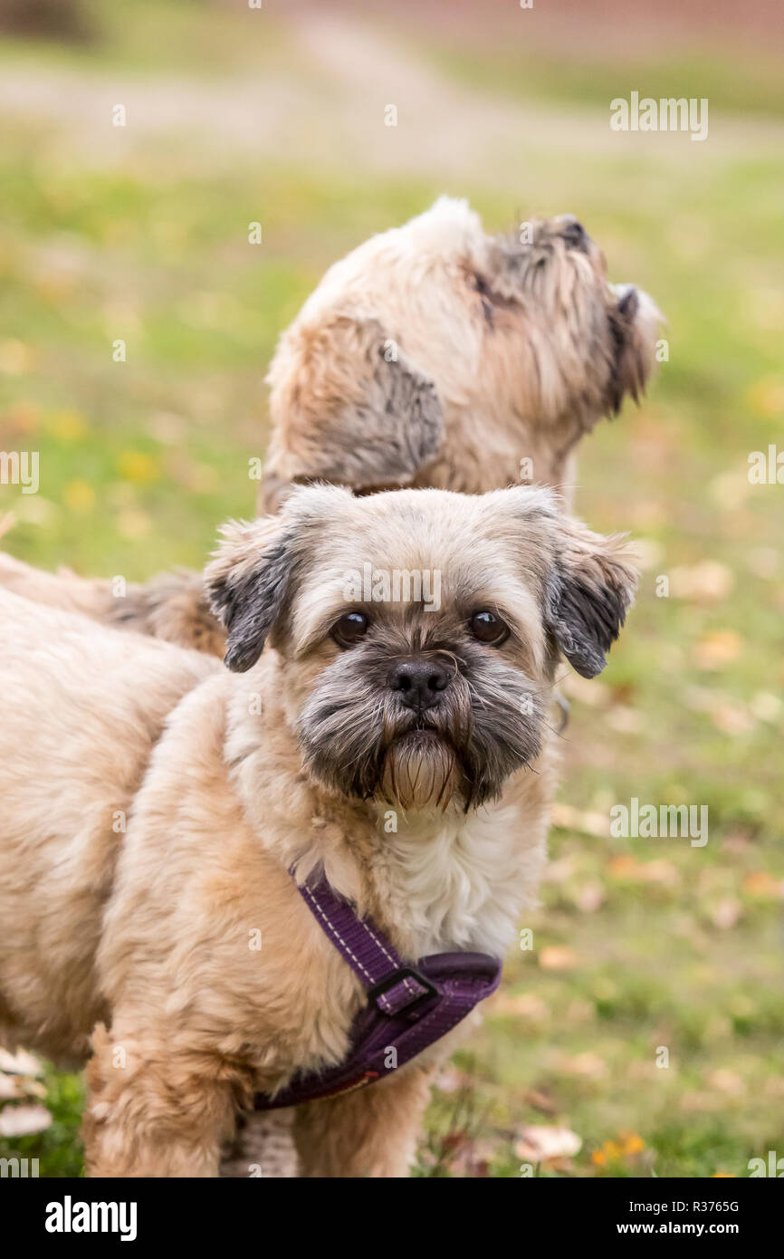 Close up Portrait de deux mignonnes, animal chiens Lhassa Apso ensemble permanent à l'extérieur, en promenade dans la région de country park, matin d'automne, à différentes façons. Banque D'Images Close up Portrait de deux mignonnes, animal chiens Lhassa Apso ensemble permanent à l'extérieur, en promenade dans la région de country park, matin d'automne, à différentes façons. Banque D'Images