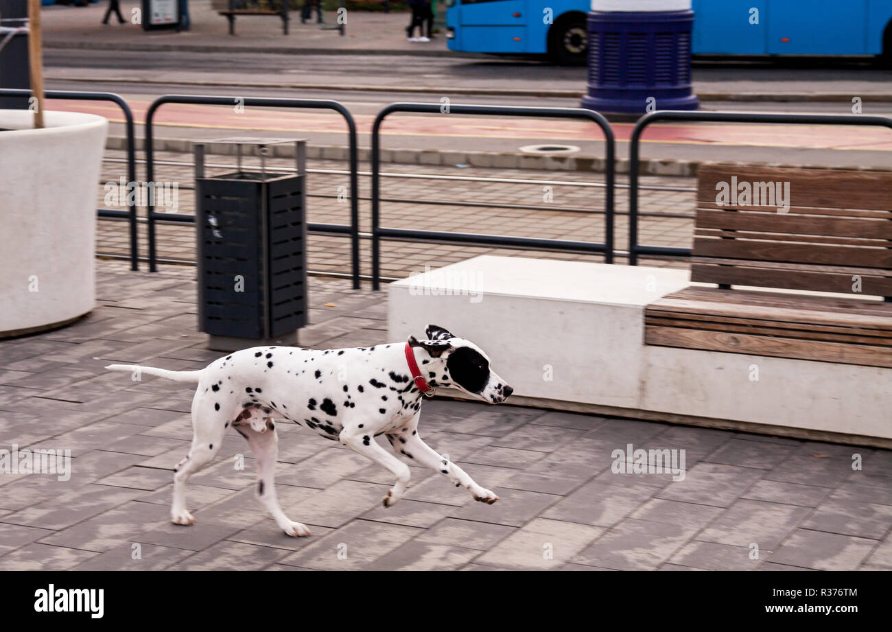 Chien dalmatien exécuté sur la rue seul, sans propriétaire. Banque D'Images