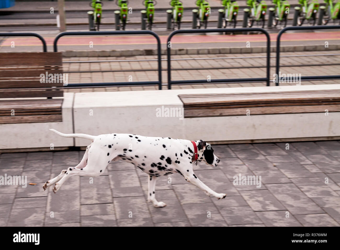 Chien dalmatien exécuté sur le trottoir seul sans plomb de chien. Banque D'Images