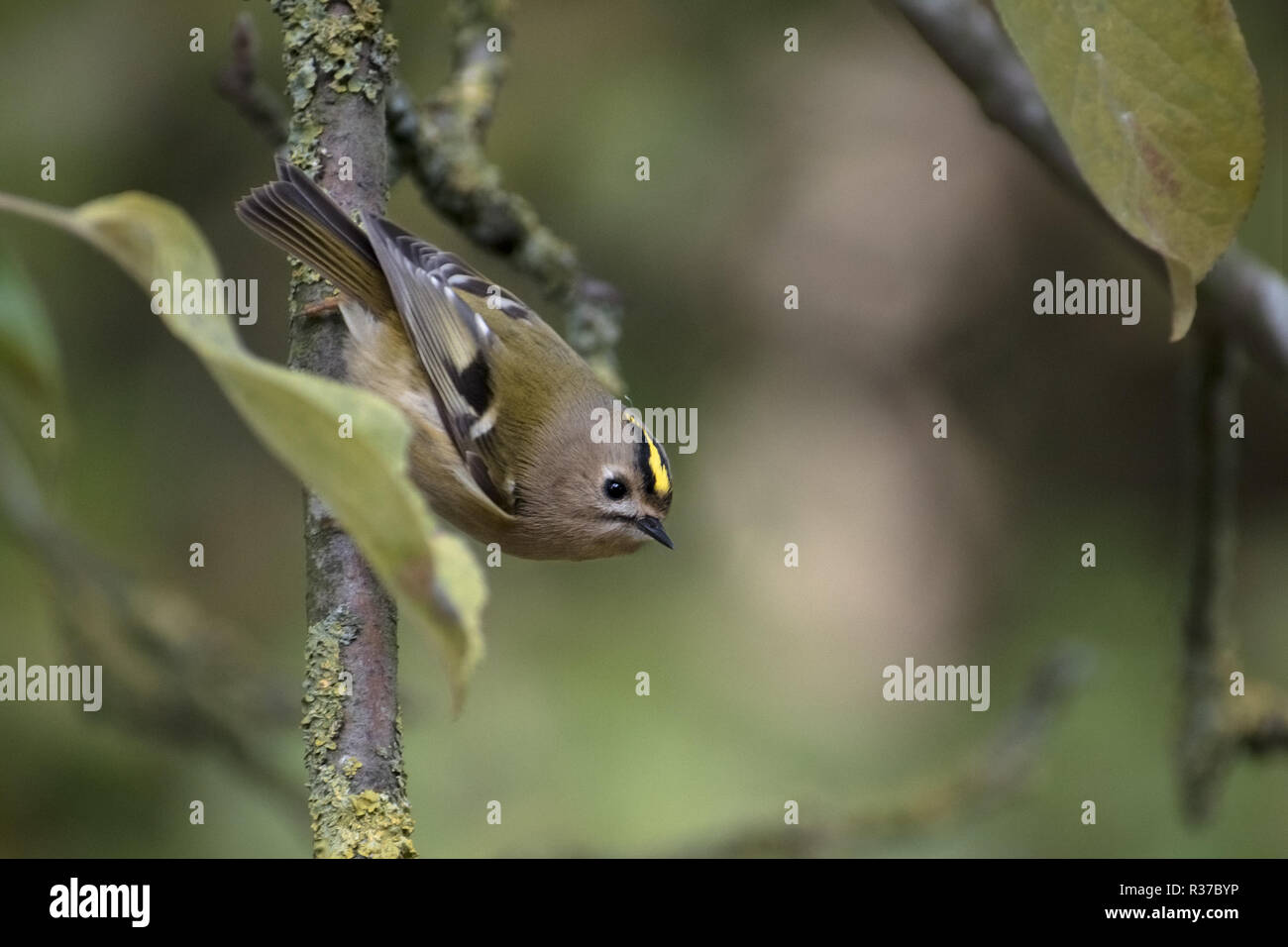 Goldcrest (Regulus regulus) un très petit passereau à la recherche de nourriture sur un pommier, copie, espace de discussion sélectionné Banque D'Images