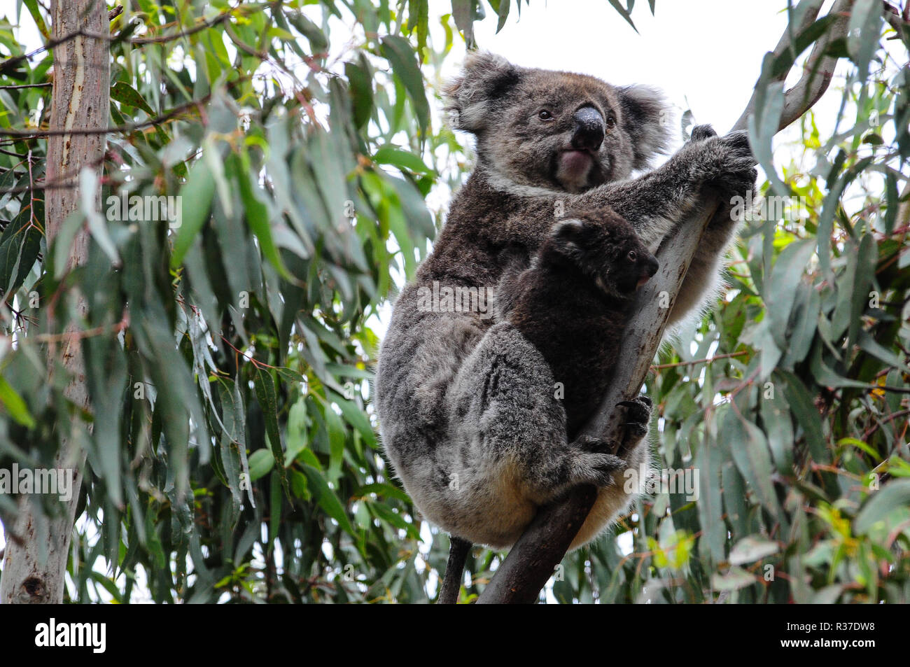 Le Koala mère avec mignon bébé joey en eucalyptus, Kangaroo Island, Australie du Sud, le 7 novembre 2016 Banque D'Images