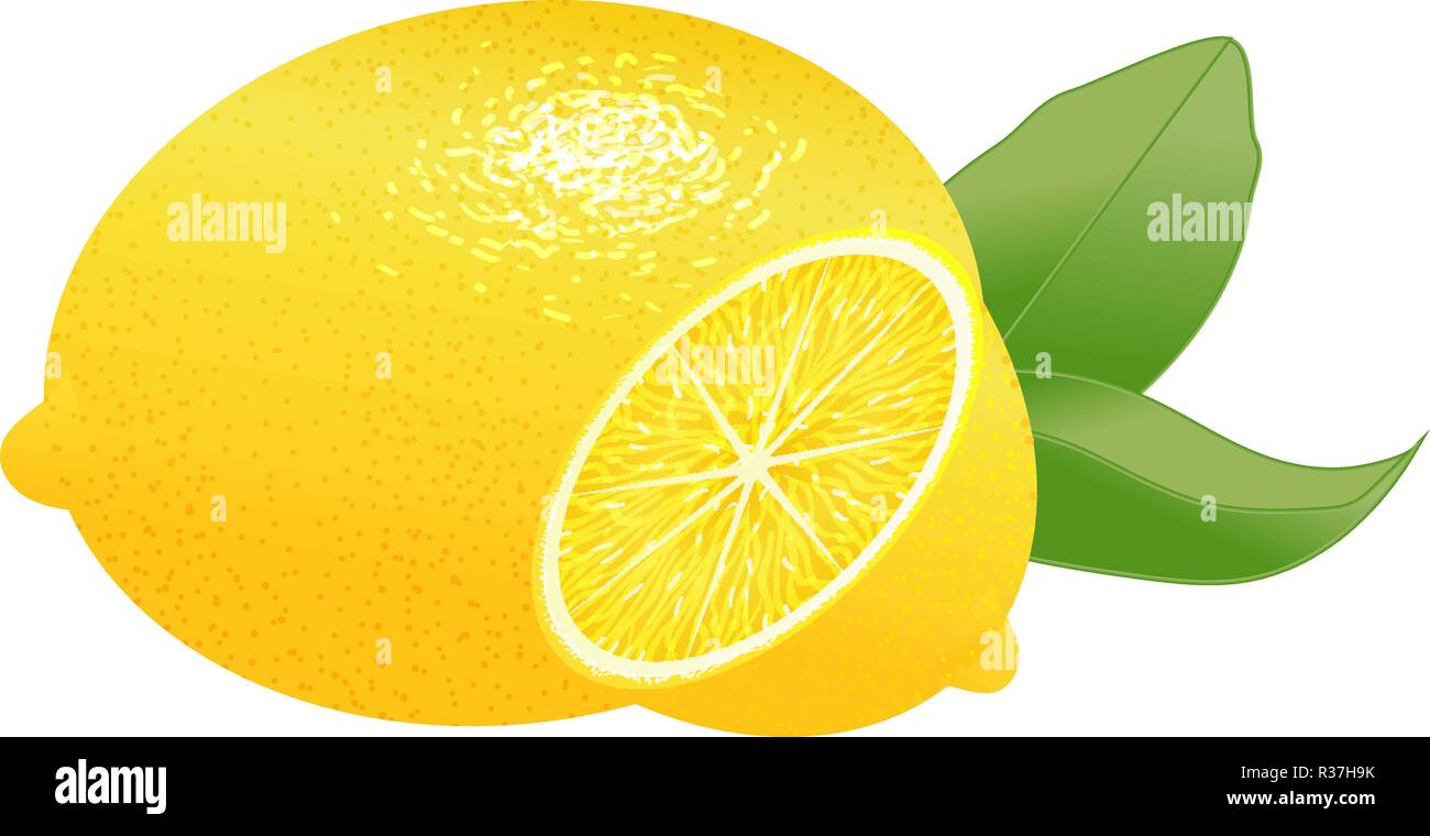 Vector avec des feuilles de citron réaliste. Ensemble d'agrumes et d'une moitié haché avec des feuilles. Illustration de Vecteur