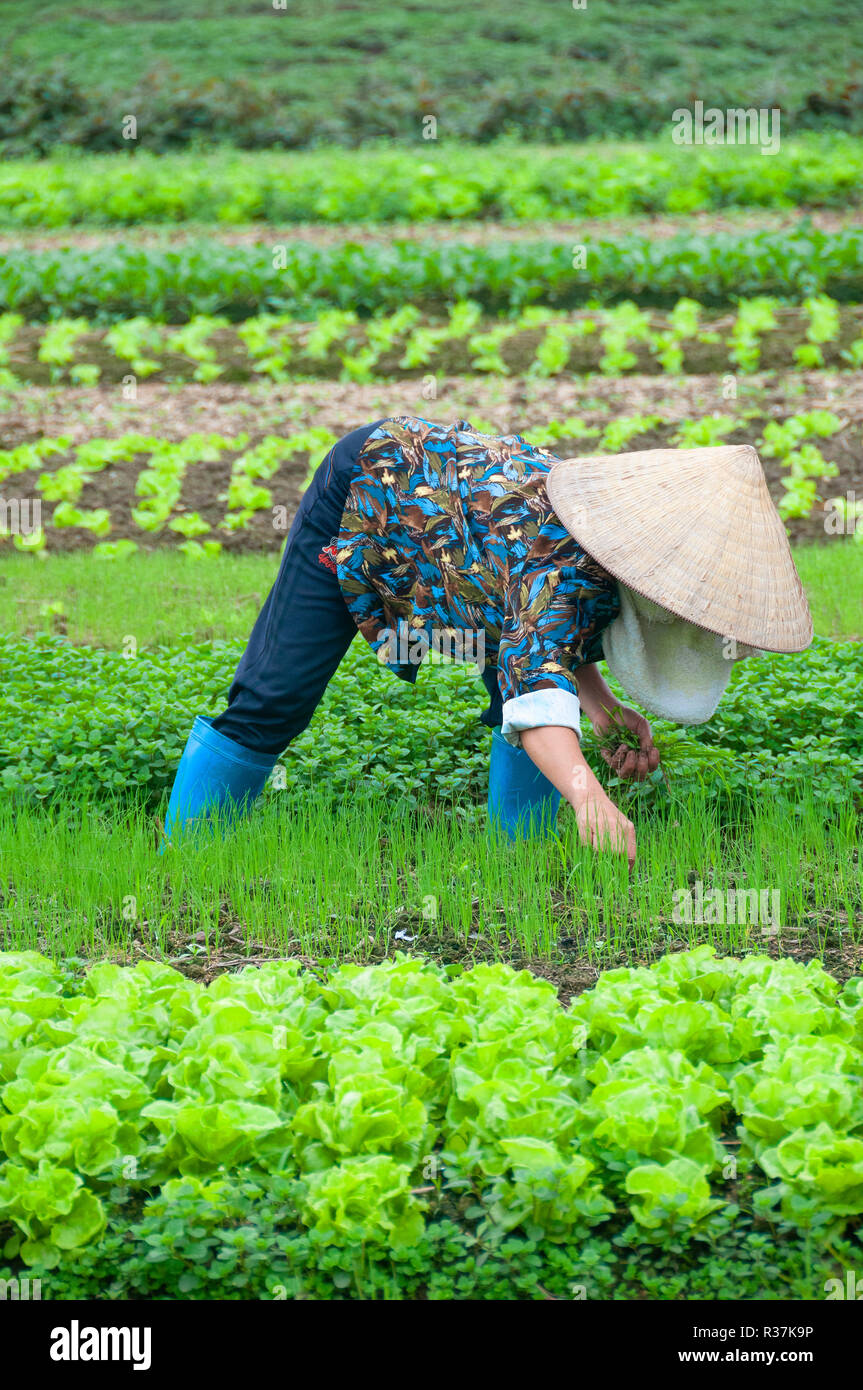 Vietnamienne planter les semis parmi d'autres cultures dans sa campagne market garden dans la région côtière du nord du Vietnam Banque D'Images