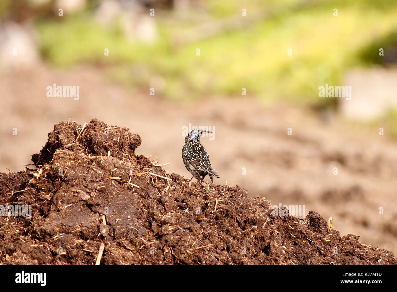 Starling au sommet d'un tas de fumier dans un beau matin d'automne au Portugal Banque D'Images