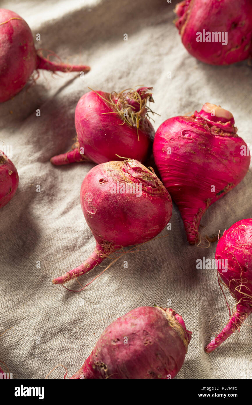 Les racines de betterave rouge et rose prêt à cuire Banque D'Images