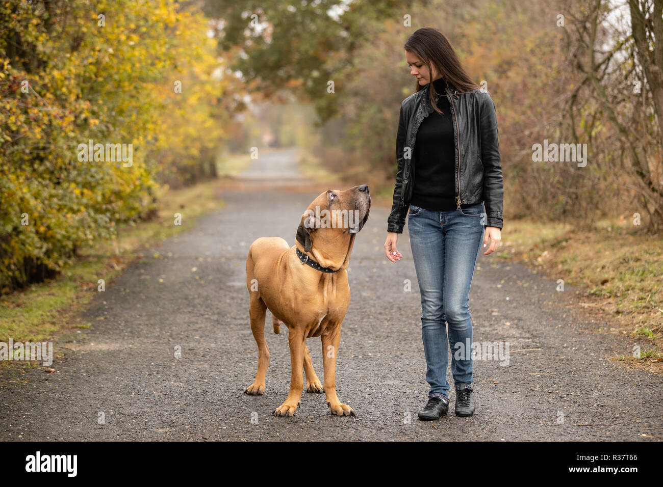 Yong Femme Avec Gros Chien Fila Brasileiro Race In Autumn