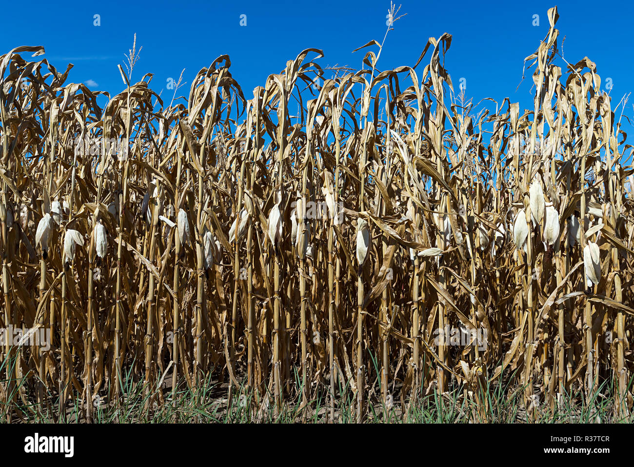 Les plants de maïs séché (Zea mays), ciel bleu, Bade-Wurtemberg, Allemagne Banque D'Images
