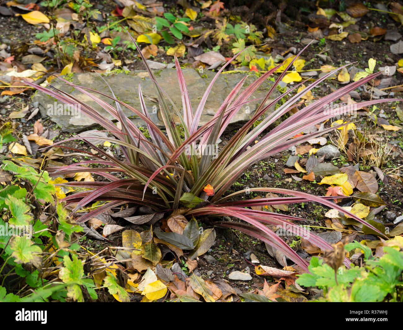 Argent et rouge feuillage de l'evergreen, formant des touffes de plantes de Nouvelle-Zélande, Astelia 'Red Devil' Banque D'Images