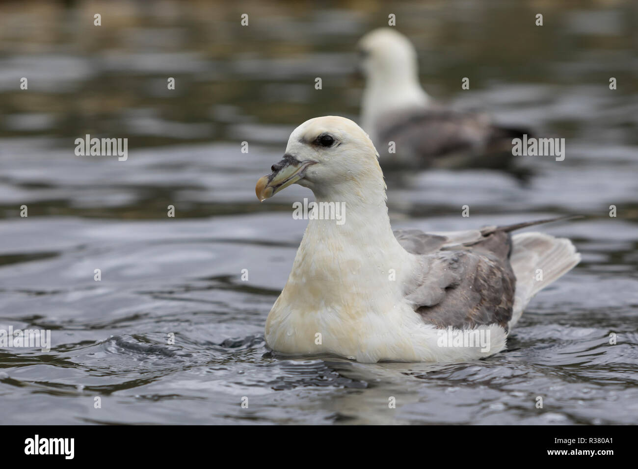 Eissturmvogel Eis-Sturmvogel Nordatlantischer Eissturmvogel,,, Sturmvogel, Fulmar (Fulmarus glacialis), l'Arctique, le Fulmar boréal, le fulmar boréal, le Fulmar boréa Banque D'Images