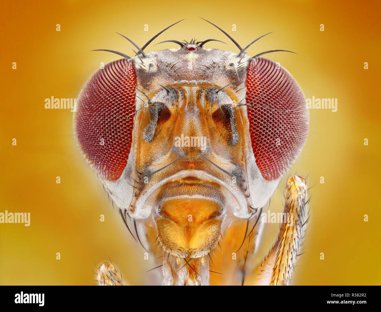 Sharp extrême et détaillée de la mouche à fruits tête à un grossissement extrêmes prises avec un microscope. Banque D'Images