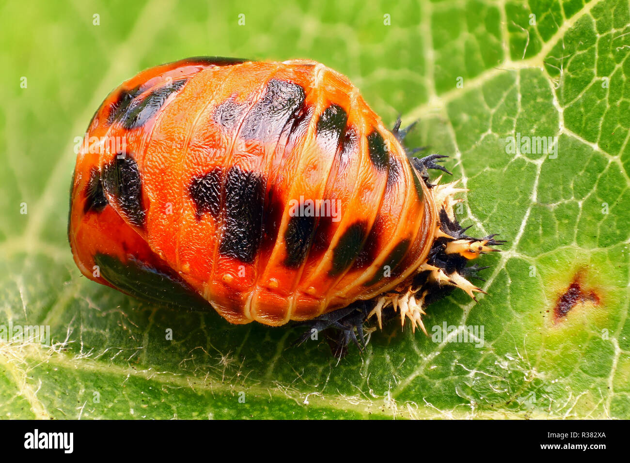 Extrêmement forte et l'étude détaillée d'une nymphe coccinelle Arlequin prises avec un objectif macro empilées de plusieurs images en une seule photo très nette. Banque D'Images