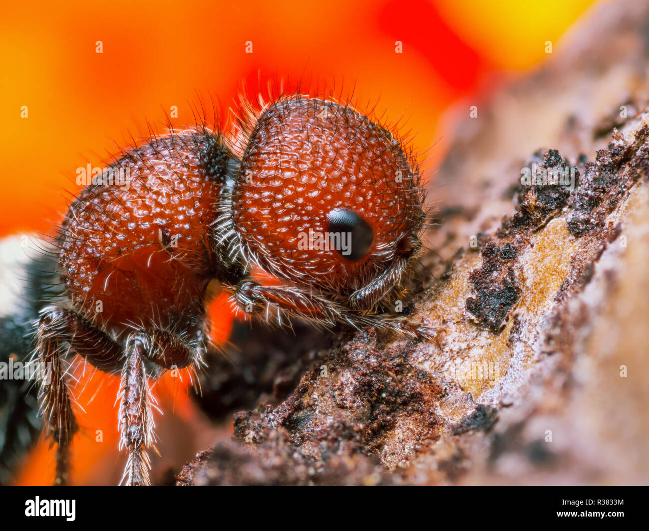 Extrêmement forte et l'étude détaillée d'une vache en velours (ant killer) prises avec un objectif macro empilées de plusieurs images en une seule photo très nette. Banque D'Images