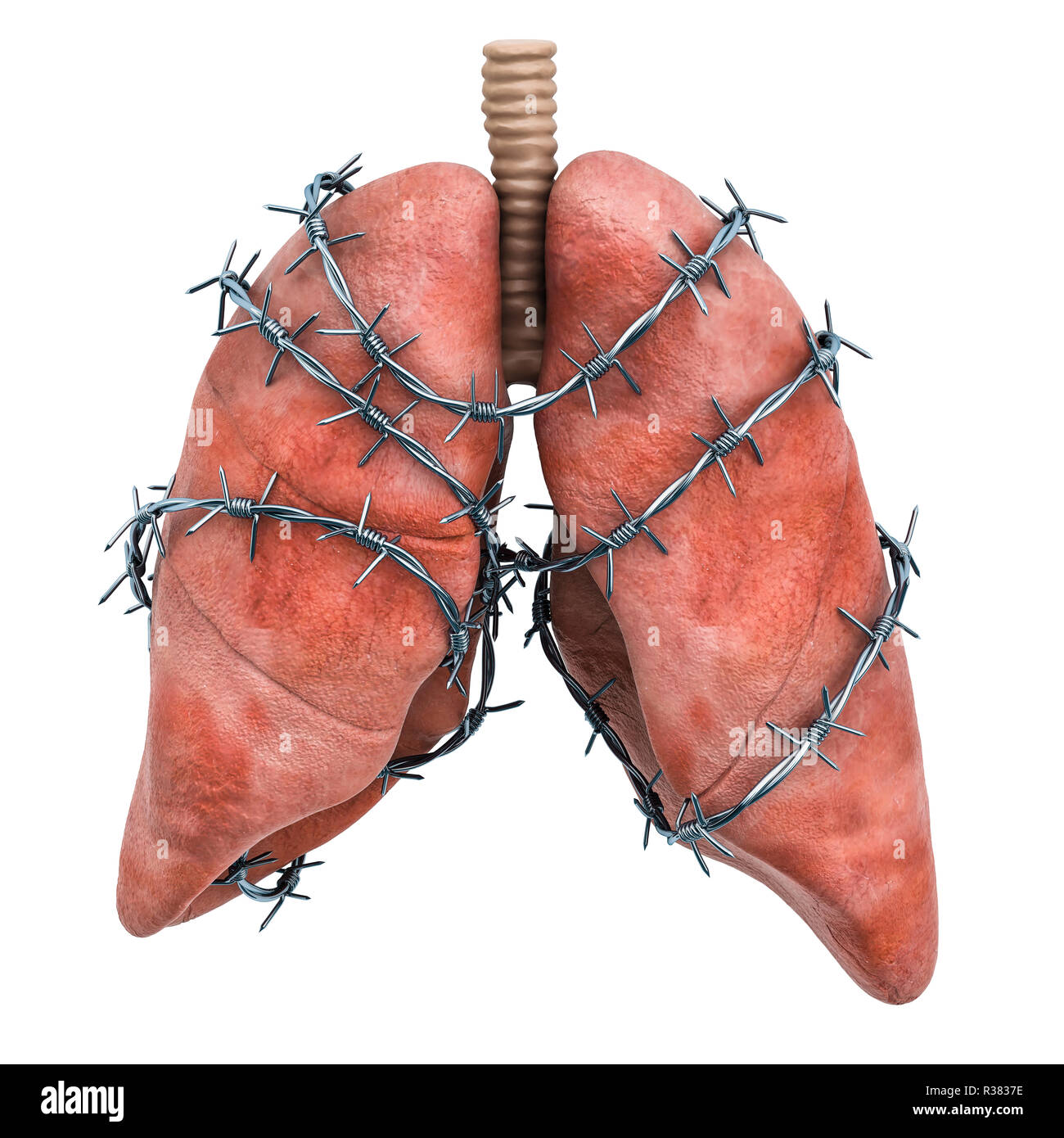 La douleur poumons concept. Les poumons avec du fil de fer barbelé. Le rendu 3D isolé sur fond blanc Banque D'Images