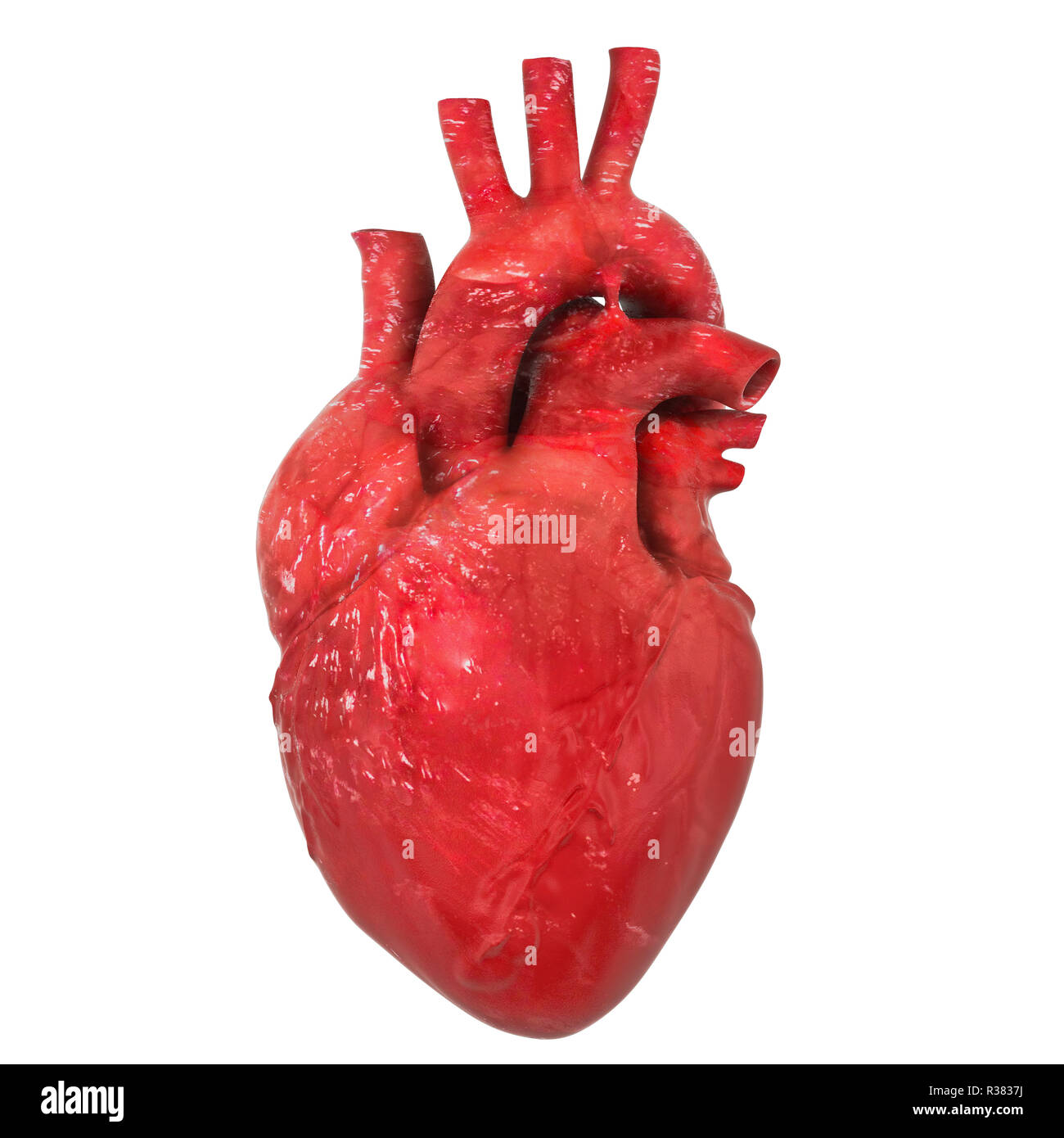 Coeur Humain Realiste L Orgue Avec L Aorte Et Les Arteres Le Rendu 3d Isole Sur Fond Blanc Photo Stock Alamy