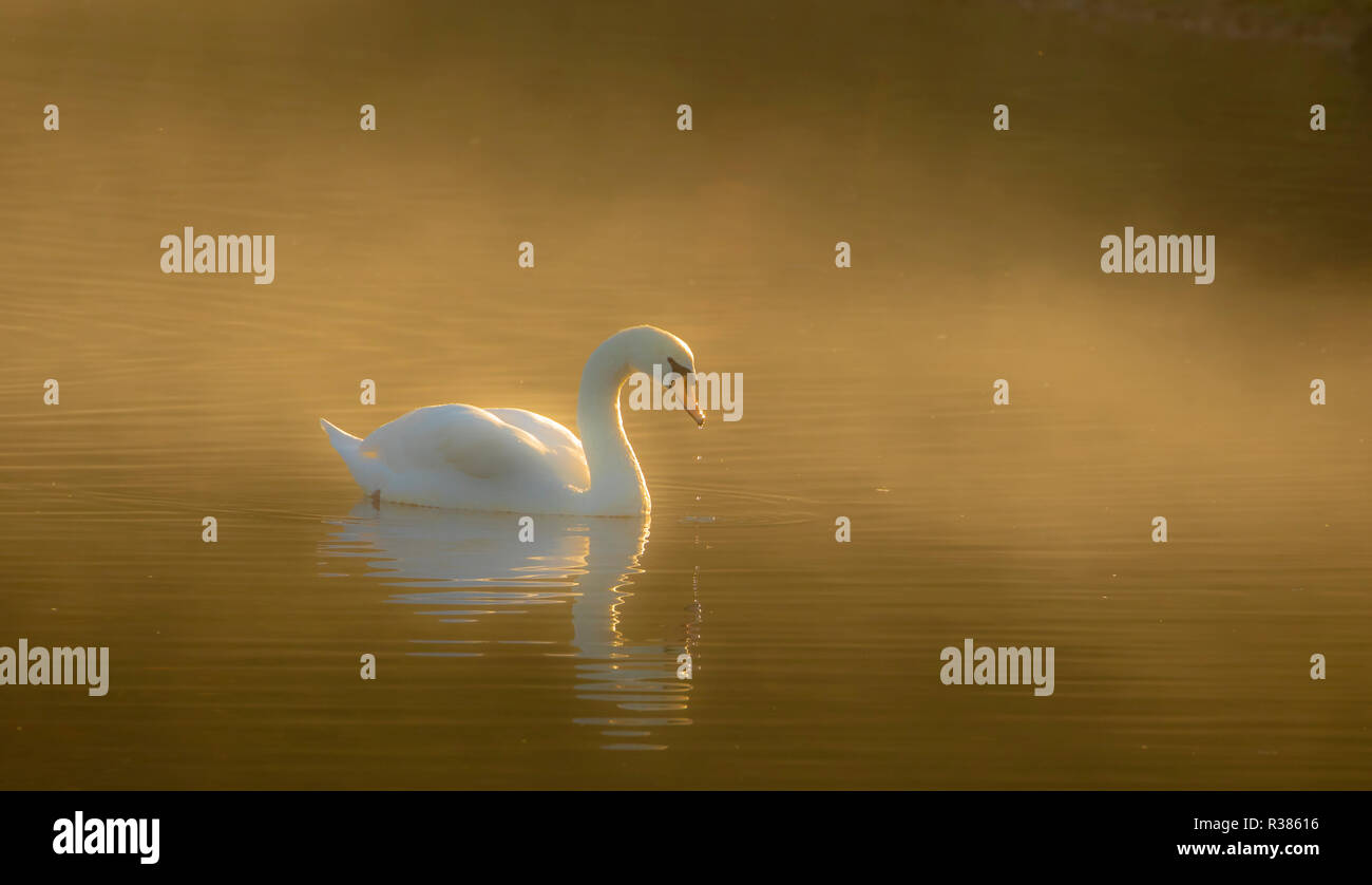 Un adulte cygne muet sur un lac brumeux. Banque D'Images