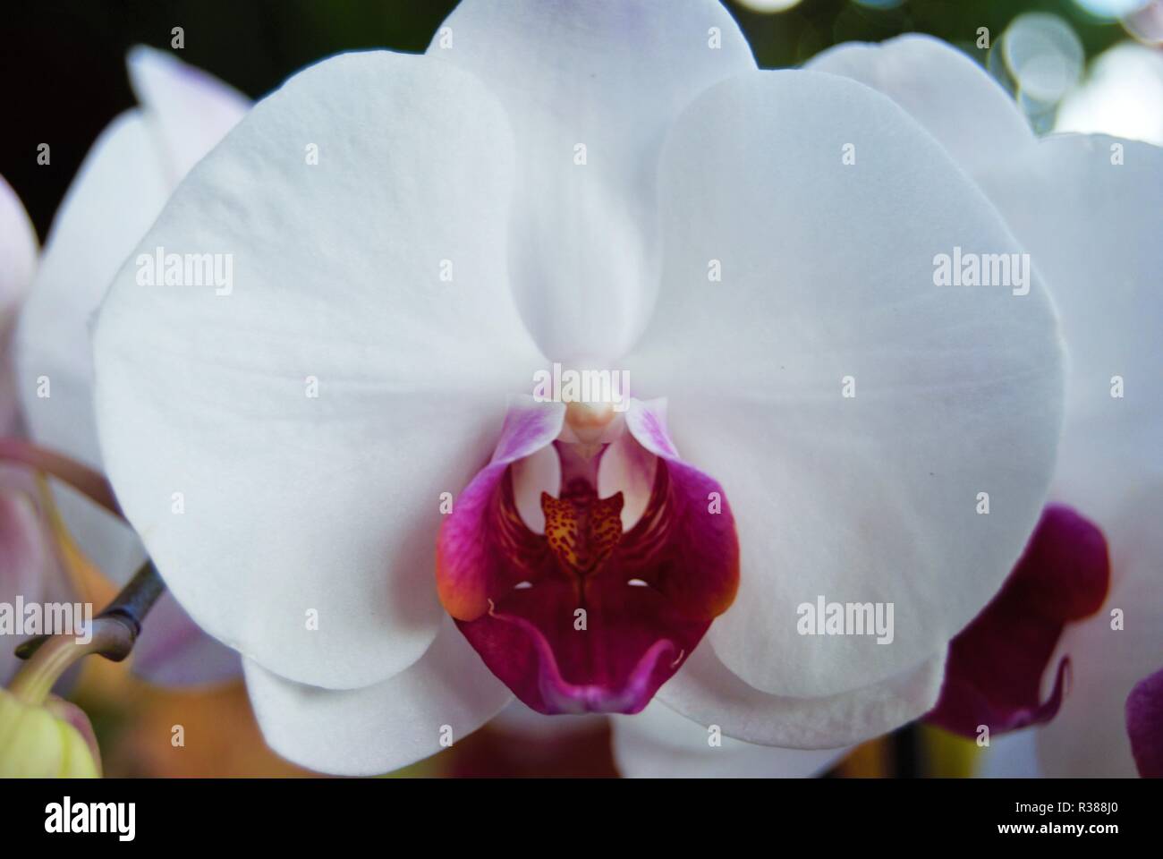 Close up d'une orchidée fleur avec des couleurs multiples Banque D'Images