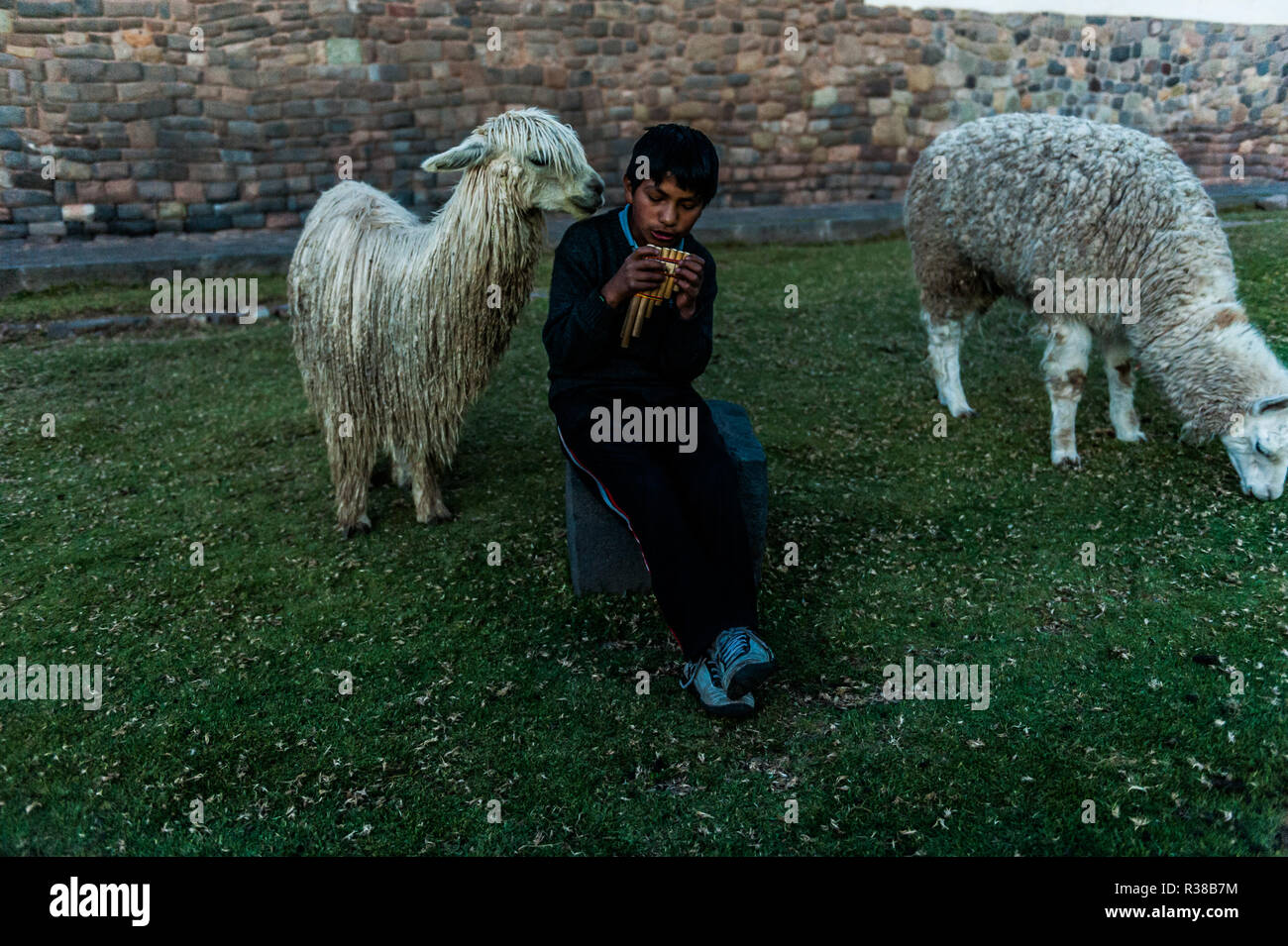 Garçon assis avec des lamas du Pérou et de jouer sur la flûte de l'un l'Cusco, Pérou. Banque D'Images