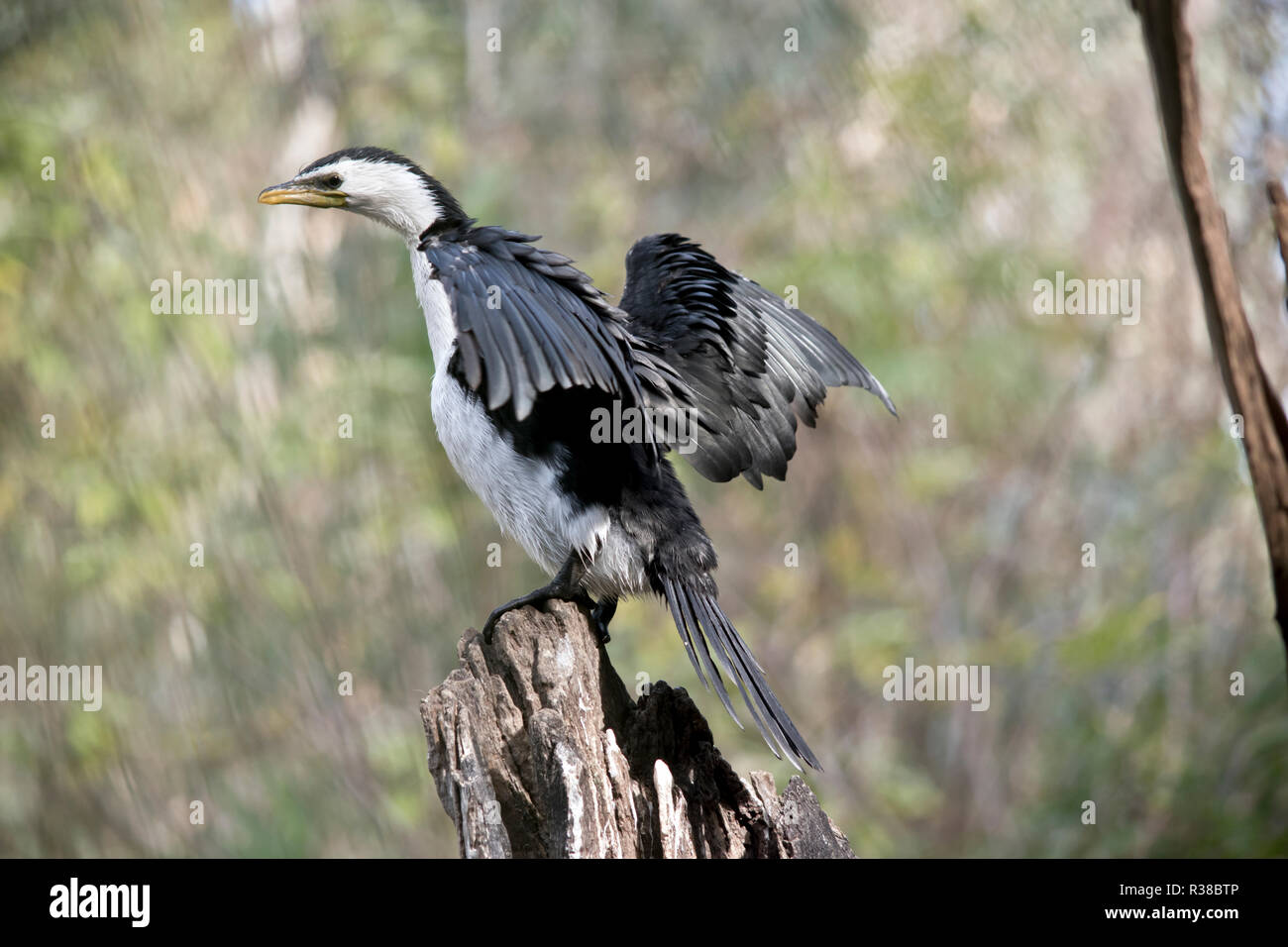 Le héron est perché sur une souche d'arbre séchant ses ailes Banque D'Images