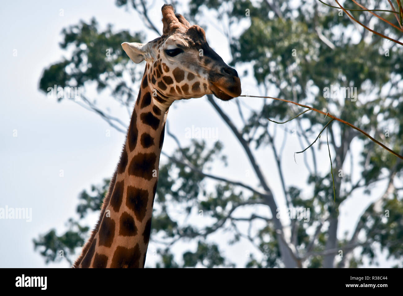 C'est un gros plan d'une girafe Banque D'Images