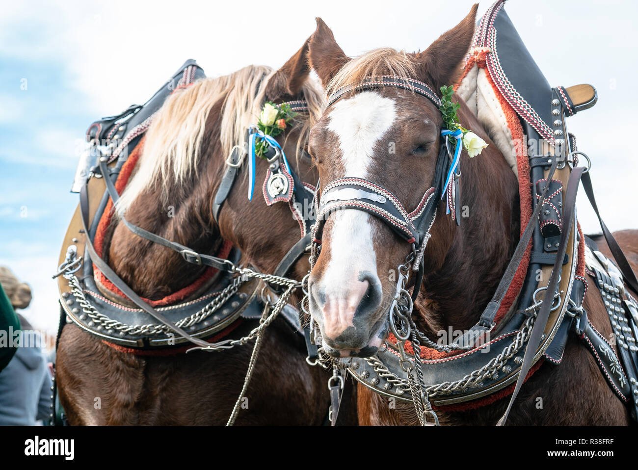 Décorées Leonhardi gros chevaux de sang-froid l'Allemagne Bad Tolz Banque D'Images