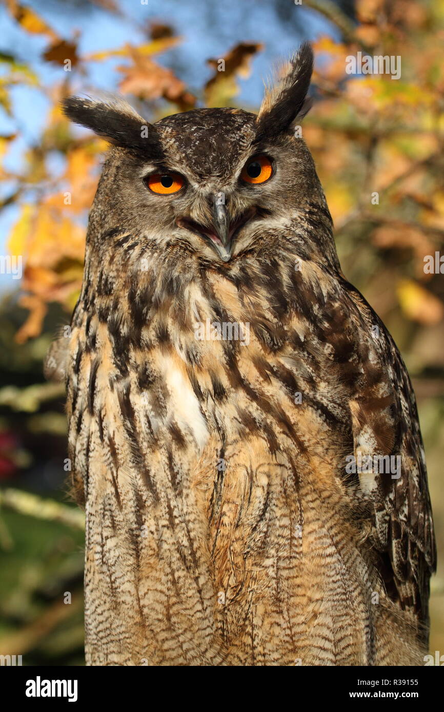L'eagle owl Banque D'Images