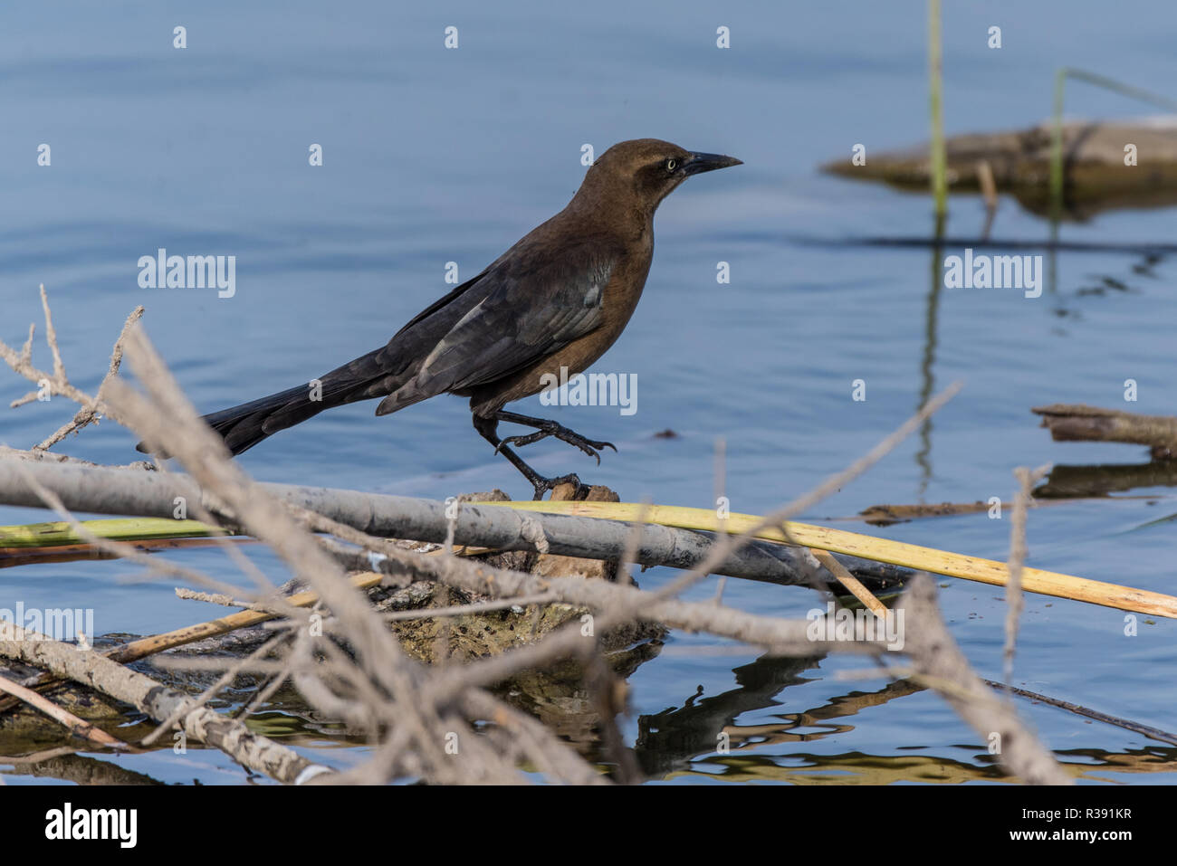 Femme Great-Tailed oiseau Quiscale bronzé en équilibre sur les branches flottant dans les eaux peu profondes de l'étang de la côte à la recherche de repas du matin. Banque D'Images