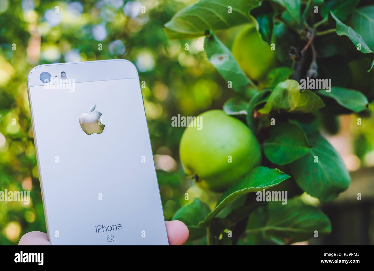 HALMSTAD, Suède - août 9, 2018 : concept image de woman's hand holding nouveau apple iphone blanc ou argent réel se près de apple tree avec fruits mûrs pour le jardin. Selective focus, arrière-plan flou Banque D'Images