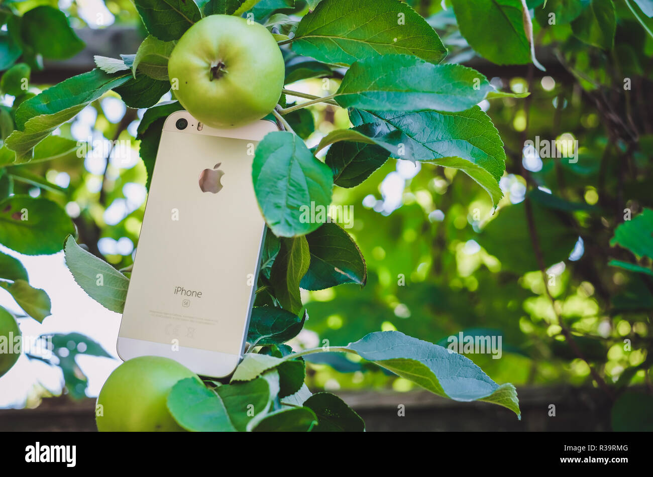 HALMSTAD, Suède - août 9, 2018 : le concept de droit d'un nouveau livre blanc ou argent réel se sur apple iphone apple tree avec fruits mûrs pour le jardin. Selective focus, arrière-plan flou Banque D'Images