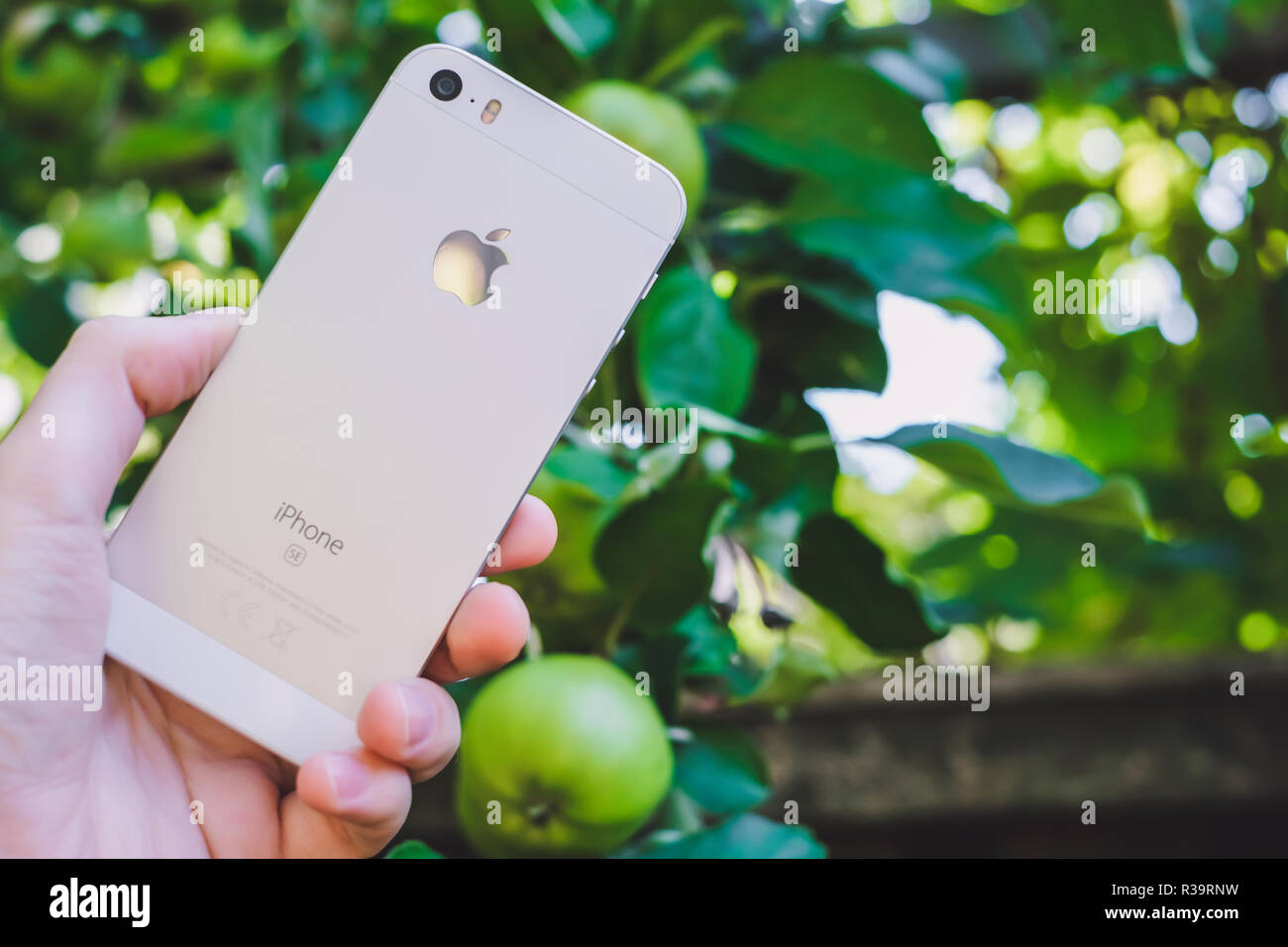 HALMSTAD, Suède - août 9, 2018 : concept image de woman's hand holding nouveau apple iphone blanc ou argent réel se près de apple tree avec fruits mûrs pour le jardin. Selective focus, arrière-plan flou Banque D'Images