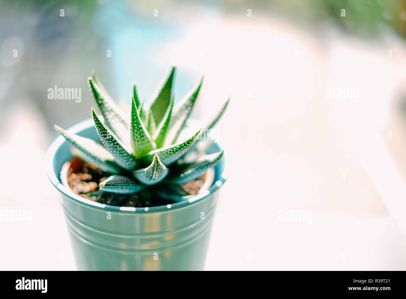 Beau vert avec des taches blanches sur les Haworthia Fasciata succulentes pot métal près de fenêtre en journée ensoleillée. Home les plantes et l'écologie décoration. Selective focus, arrière-plan flou Banque D'Images