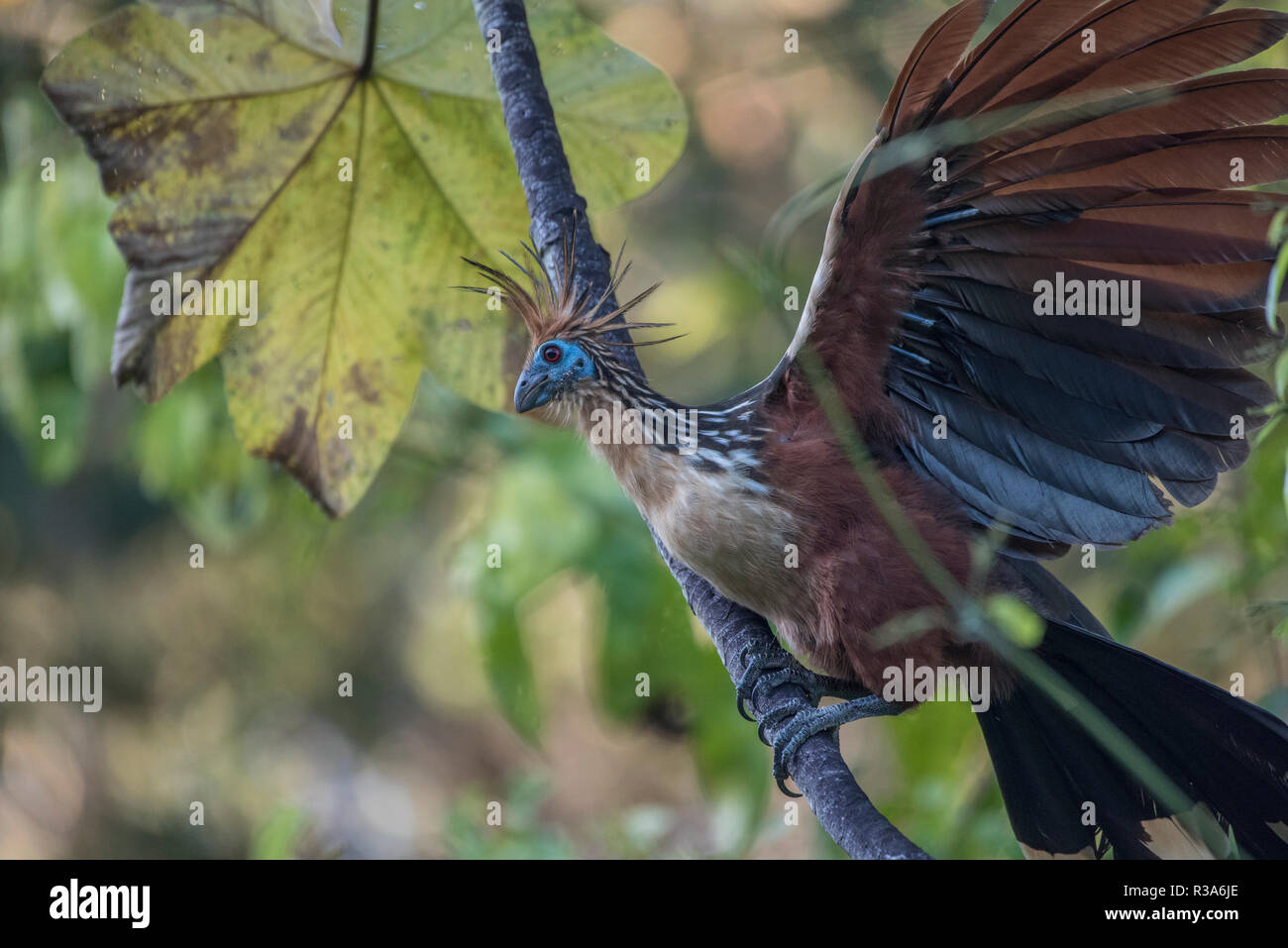 (Opisthocomus Hoatzin opithocamus) est une espèce d'oiseau souvent trouvés autour de lacs et autres plans d'eau dans l'Amazone. Celui-ci est de Los Amigos. Banque D'Images