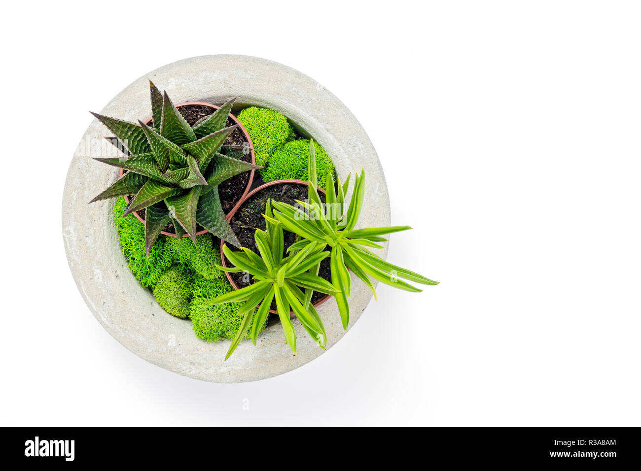 Le béton à la main le semoir avec les succulentes et moss, isolé sur fond blanc. Accueil élégant décor. Banque D'Images