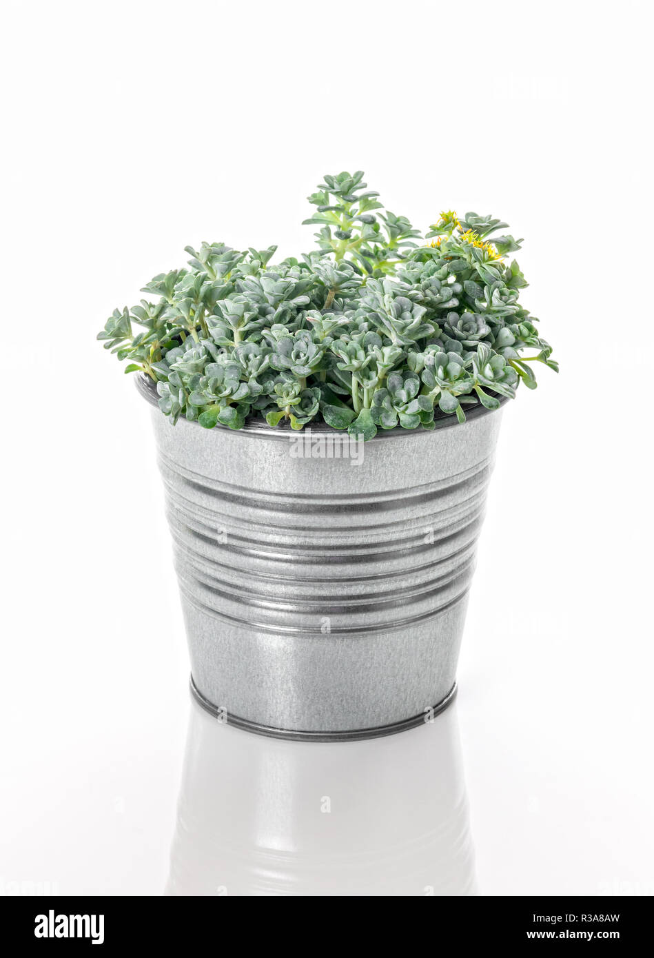 (Sedum Spathulifolium Cape Blanco) plante dans un pot en métal, isolé sur fond blanc. Banque D'Images